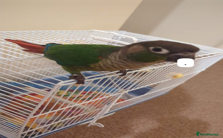 Conures birds - Advert 4