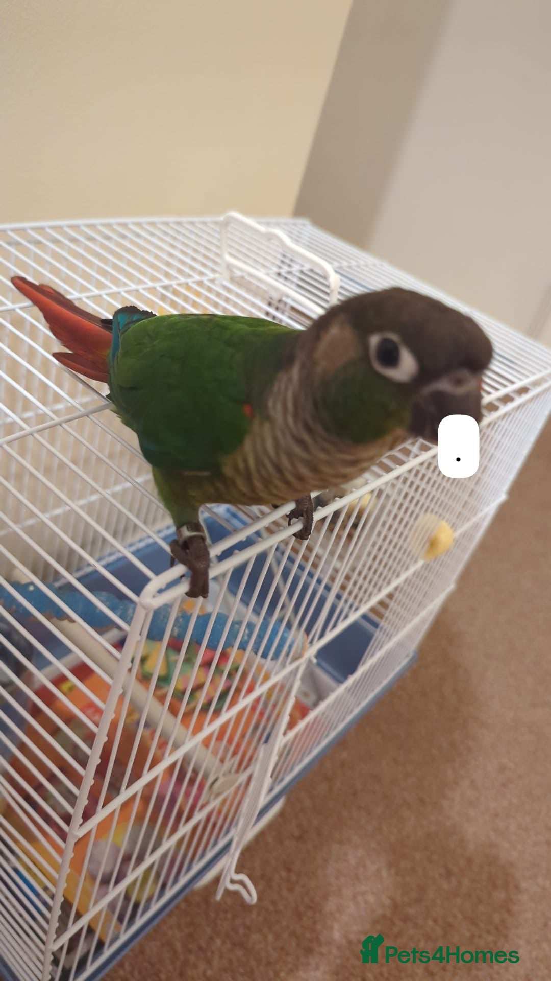 Conures birds for sale: Handreared green cheek Conures 16 weeks old - Image 1