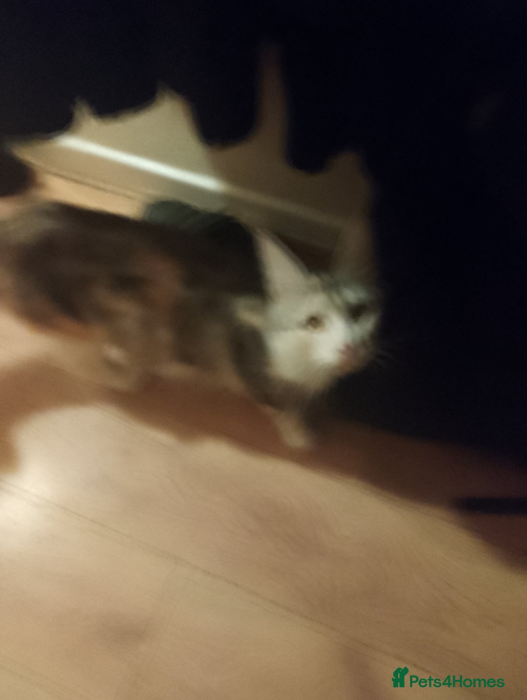 Maine Coon cats for sale: Beautiful Maine coon kittens £650 - Advert 7