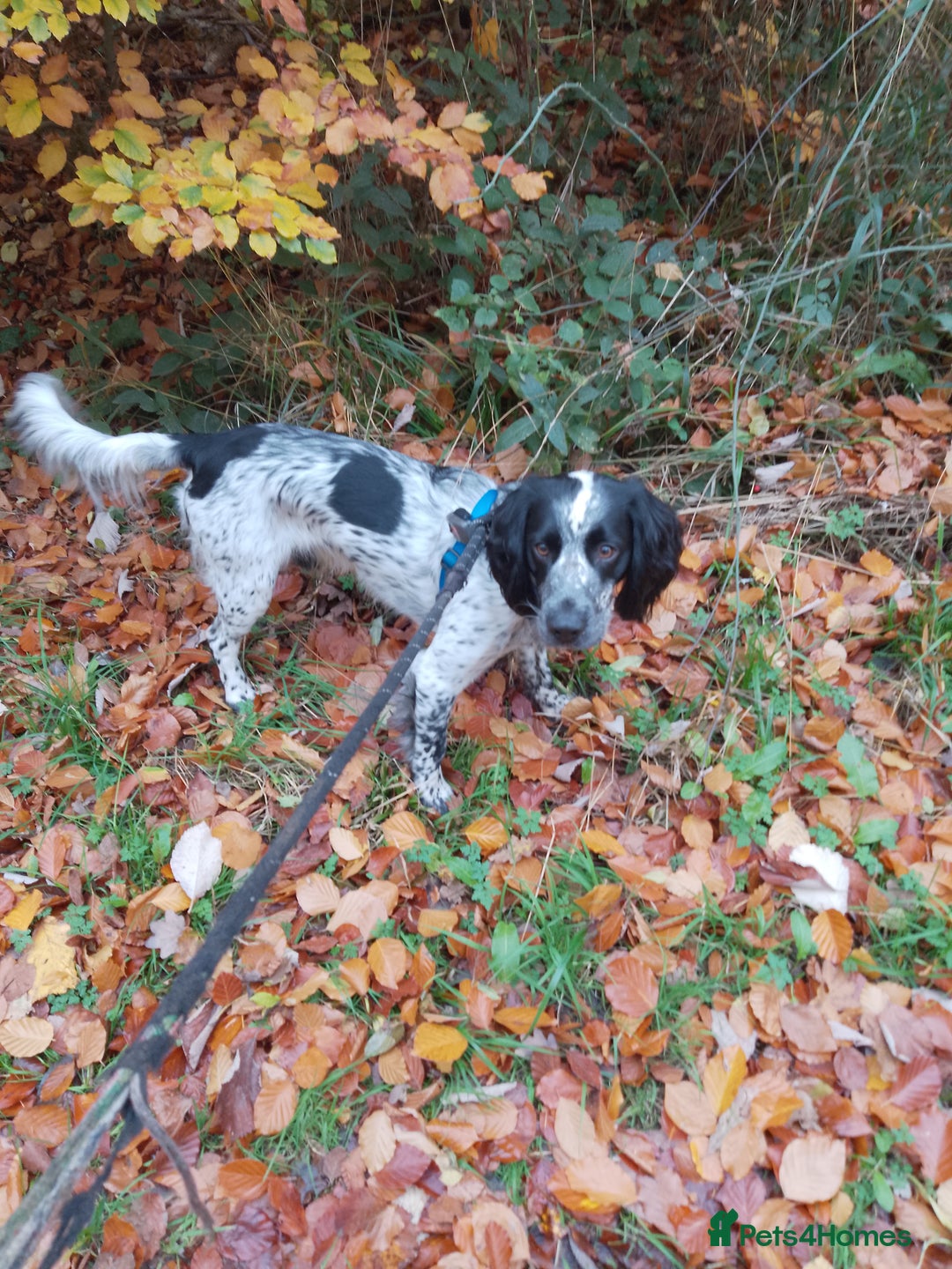 Cocker Spaniel dogs for stud: Archie, cocker spaniel, stud - Advert 1
