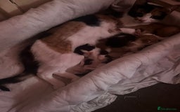 Mixed Breed cats for sale: 4 beautiful kittens - Image 6