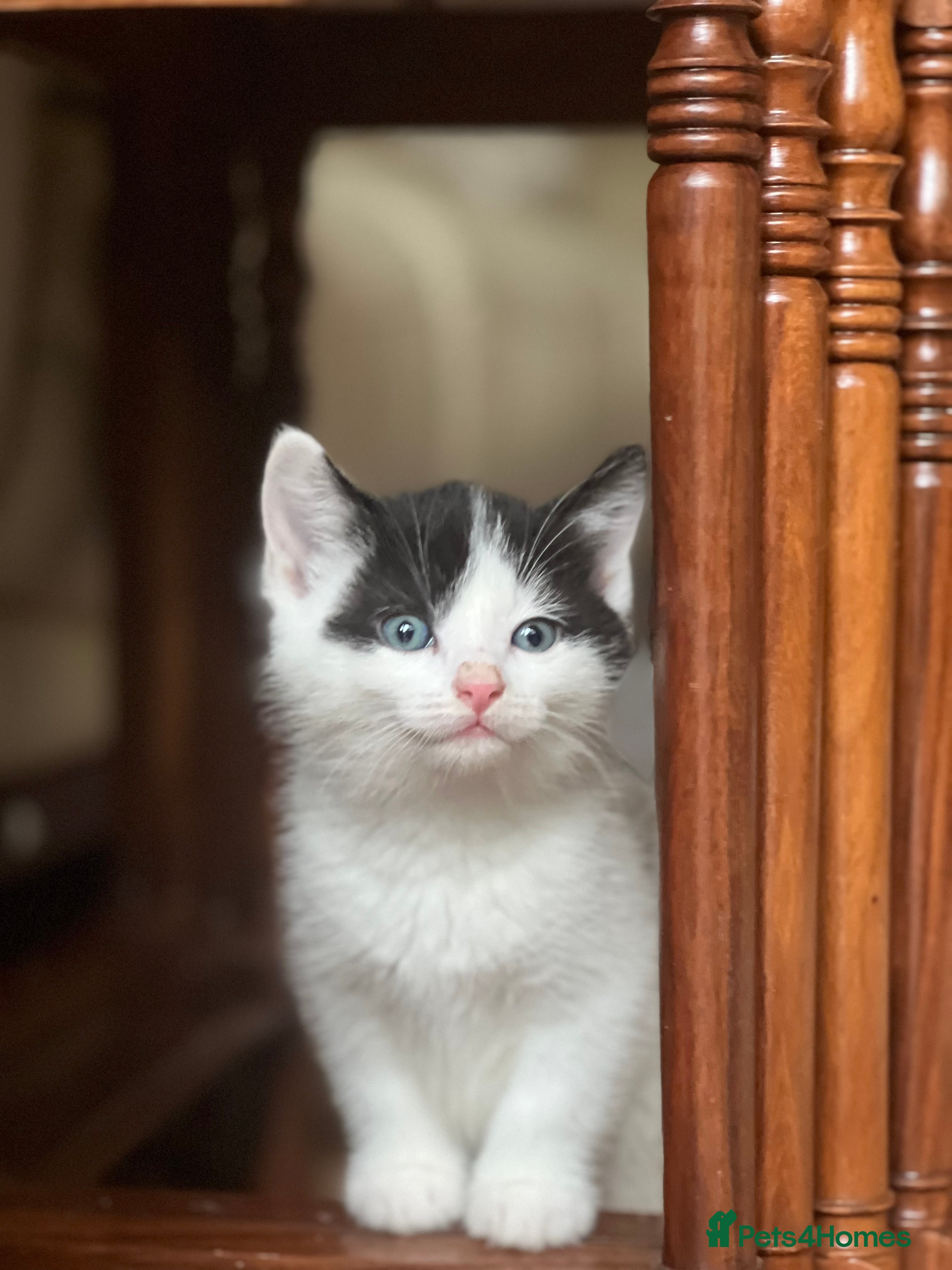 Domestic Shorthair cats 5 adorable mixed kittens, Russian Blue & Shorthair - Advert 1