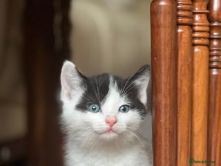 Domestic Shorthair cats 5 adorable mixed kittens, Russian Blue & Shorthair - Advert 6