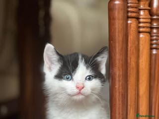 Domestic Shorthair cats Adorable Russian Blue Boy & 5 Months Female - Advert 4