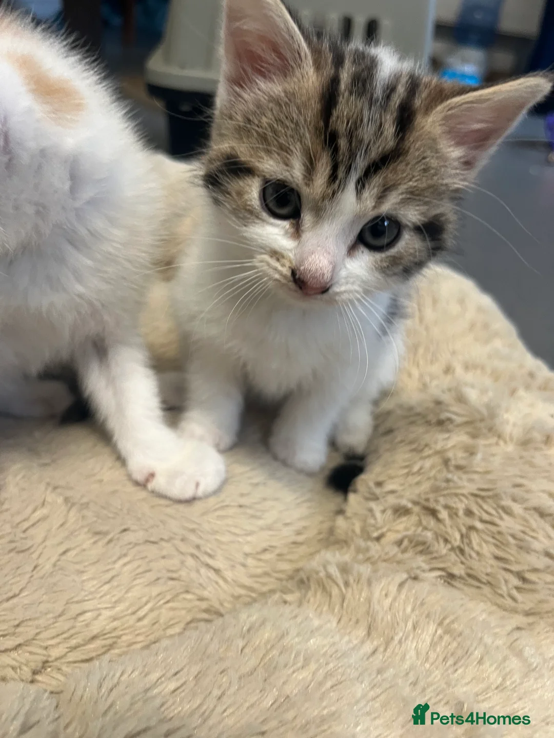 Mixed Breed cats for sale: Stunning 8 week old Mixed Breed Female kittens - Advert 18