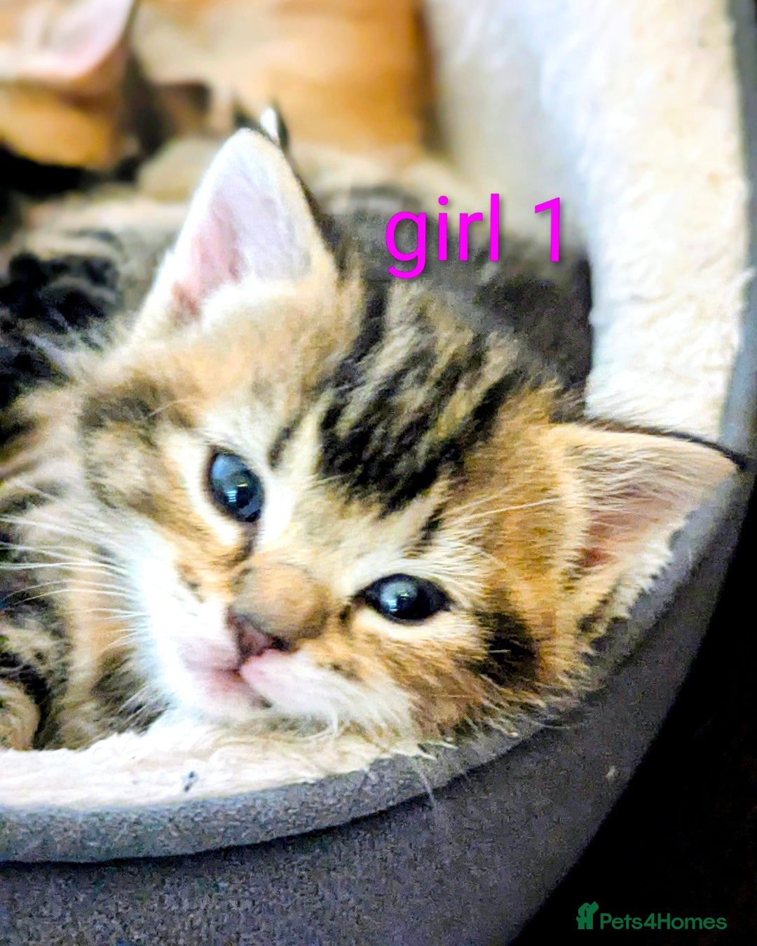 Mixed Breed cats for sale: Gorgeous kittens for sale £250 males £300 females - Advert 5