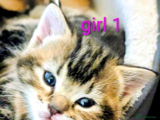 Mixed Breed cats Gorgeous kittens for sale £250 males £300 females - Advert 3