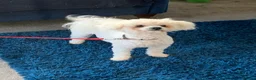 Bichon Frise dogs for stud: Sid the KC Registered Bichon Frisé is up for Stud! - Advert 5