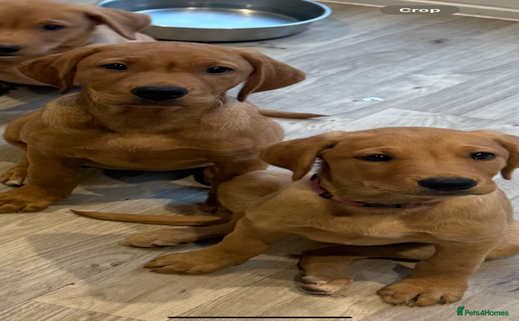 Labrador Retriever dogs - Advert 16