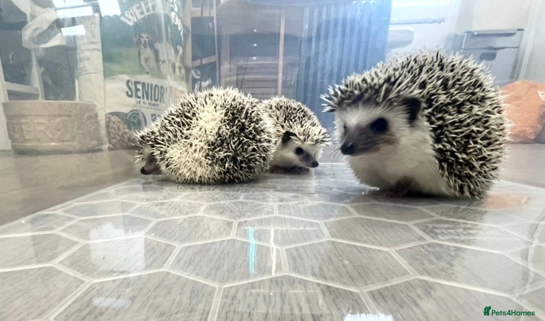 Pygmy Hedgehog rodents for sale: Young, Sweet, Friendly, African Pygmy Hedgehog's  - Advert 4