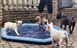 French Bulldog dogs for sale: REDUCED .... Fabulous joyful puppy for sale - Image 1