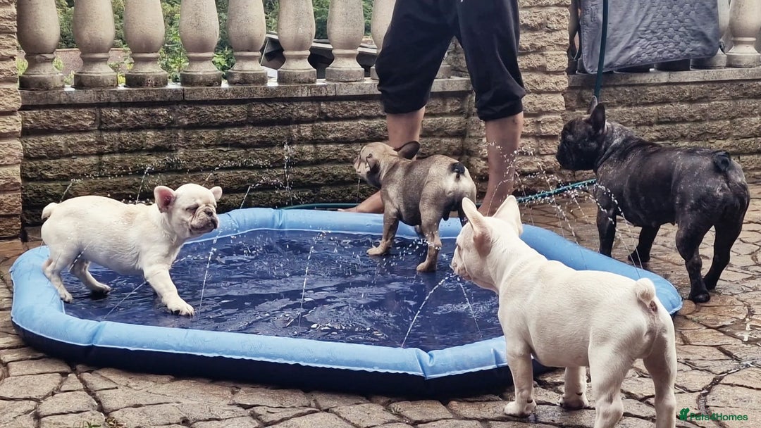 French Bulldog dogs for sale: REDUCED .... Fabulous joyful puppy for sale - Image 1