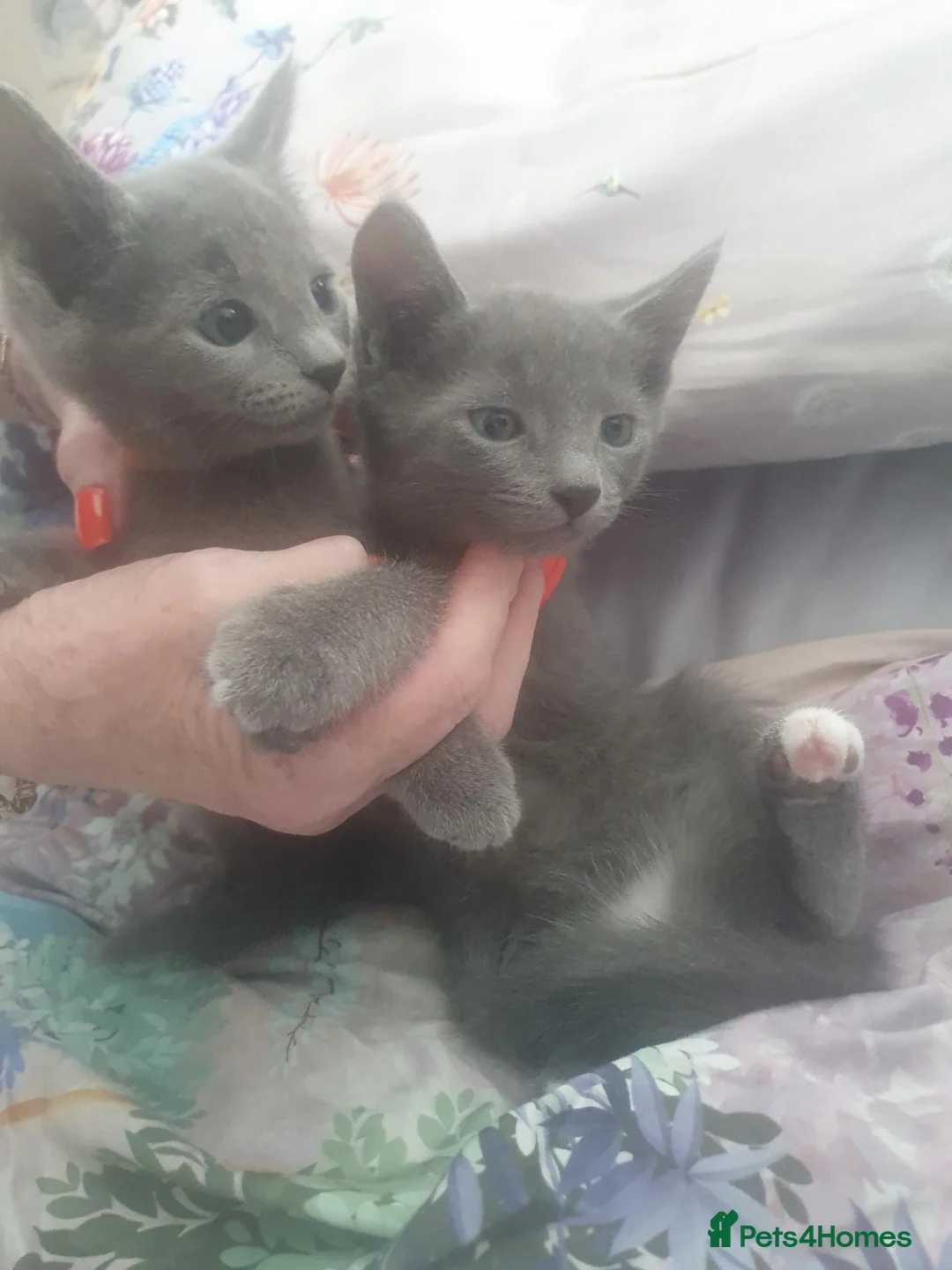 Russian Blue cats for sale: Gorgeous GCCF registered kittens. - Advert 1