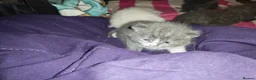 British Shorthair cats for sale: Adorable British Short hair kittens  - Advert 19