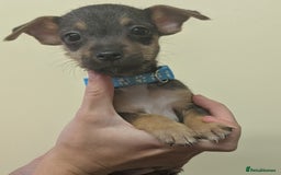 Jack Russell dogs for sale: Jack Russell  - Image 3