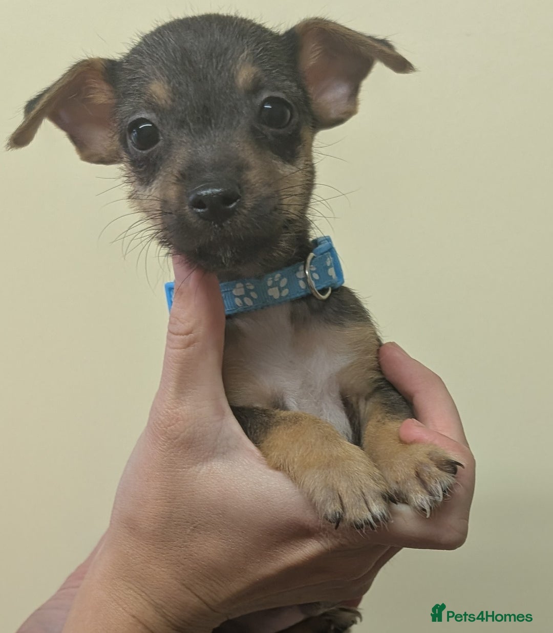 Jack Russell dogs for sale: Jack Russell  - Image 3