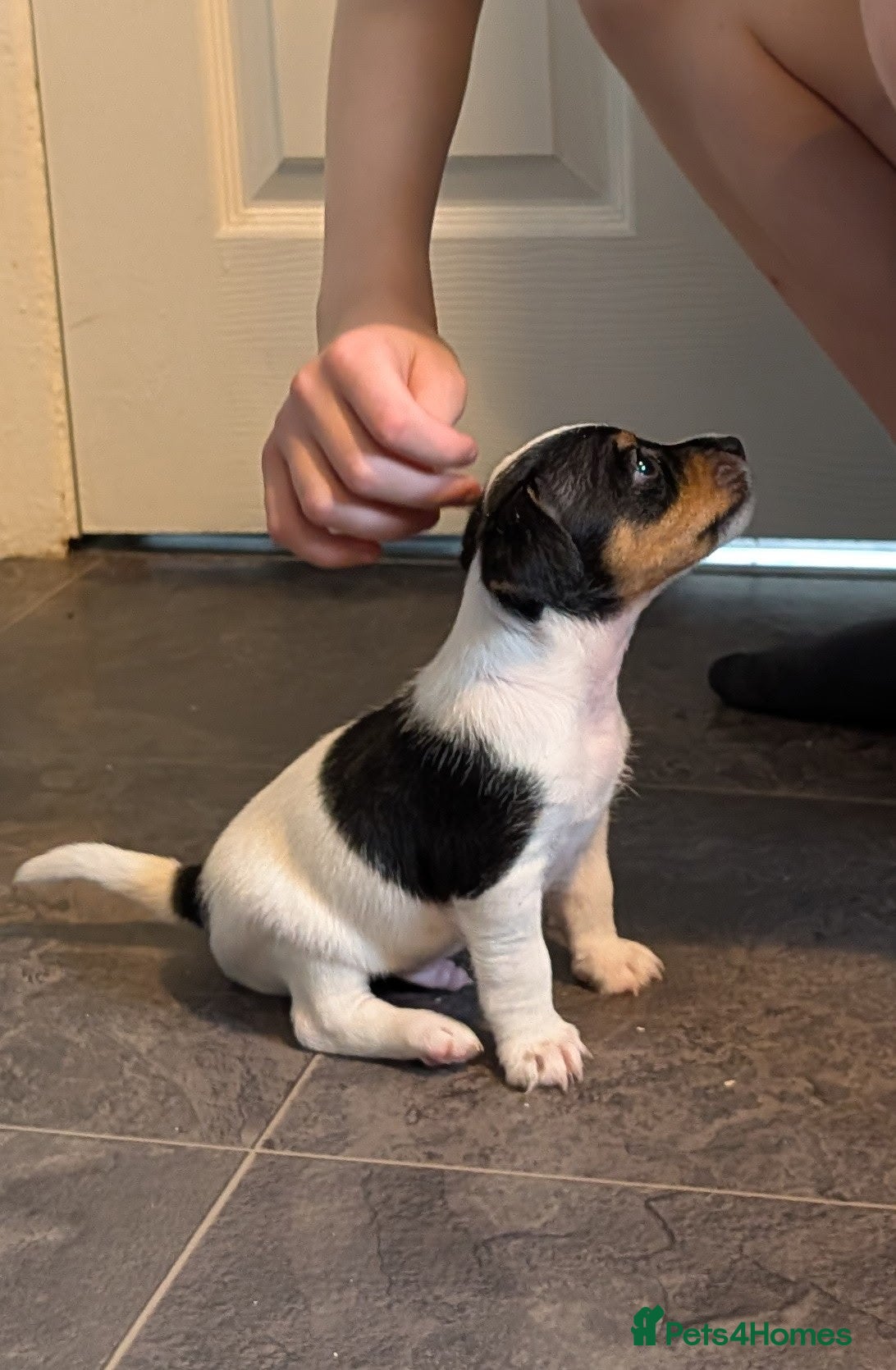 Jack Russell dogs Beautiful Jack Russell pups - Advert 2