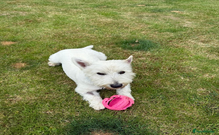 West Highland Terrier dogs - Advert 15