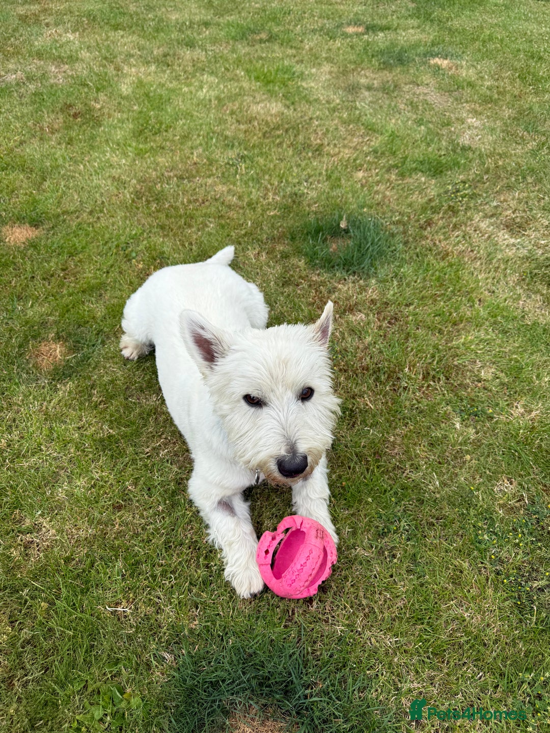 West Highland Terrier dogs for sale: Handsome West Highland Terrier - Image 1