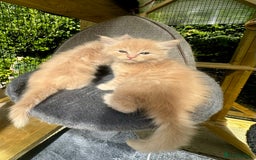 Ragcoon cats for sale: Ragdol x Main Coon  - Image 5