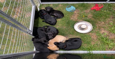 Labrador Retriever dogs - Advert 14