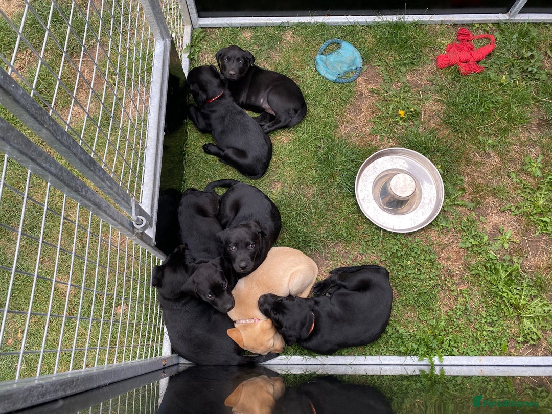 Labrador Retriever dogs for sale: Labrador pups for sale - Image 2