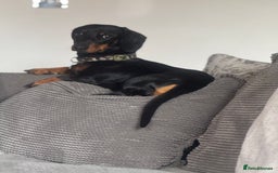 Miniature Dachshund dogs for stud: Snoop is ready to be a stud  - Image 2