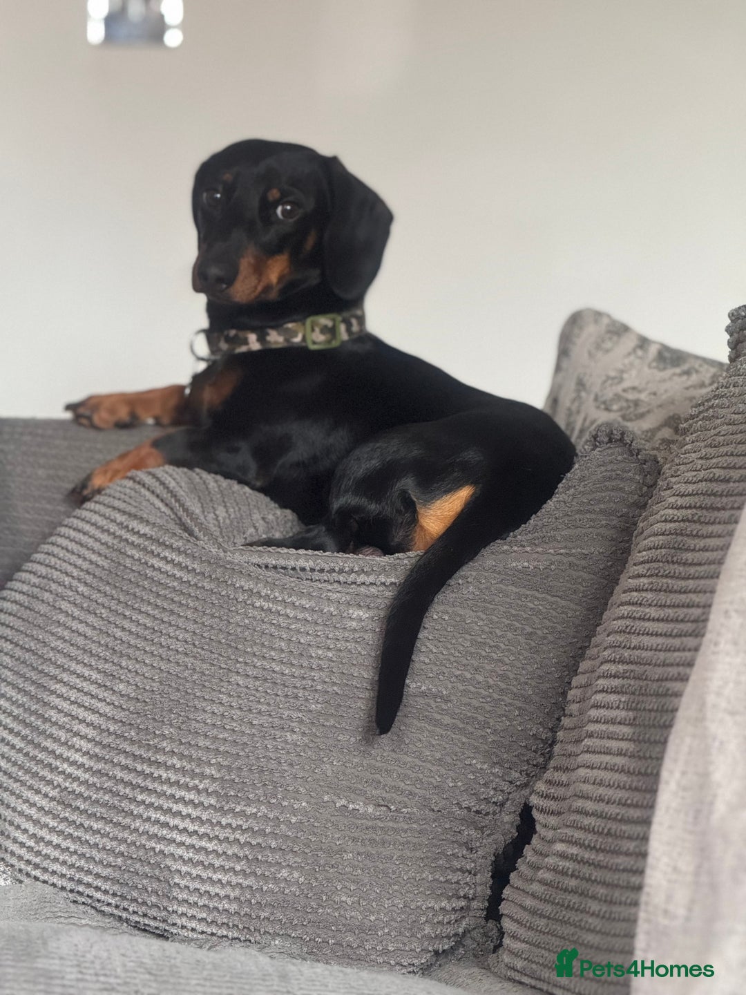 Miniature Dachshund dogs for stud: Snoop is ready to be a stud  - Image 2