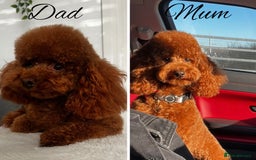 Toy Poodle dogs for sale: DARK RED KC REGISTERED TINY TOY POODLE PUPPIES - Image 5