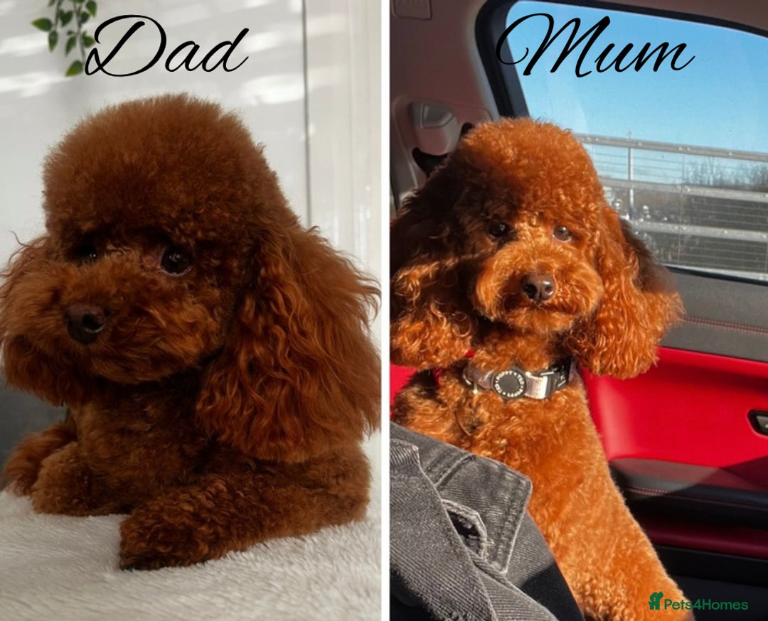 Toy Poodle dogs for sale: DARK RED KC REGISTERED TINY TOY POODLE PUPPIES - Image 5