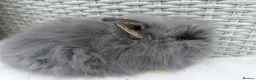 Lionhead rabbits for sale: Double mane lion head baby’s for sale  - Advert 14