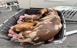 Miniature Dachshund dogs for sale: 2 female miniature dachshunds  - Image 5