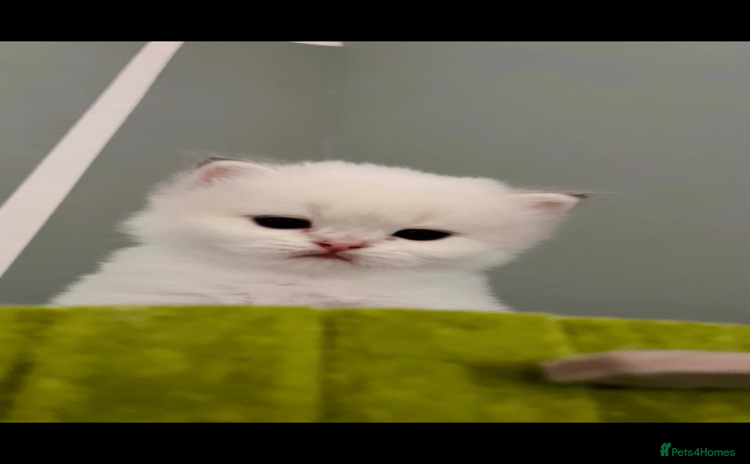 British Longhair cats - Advert 14