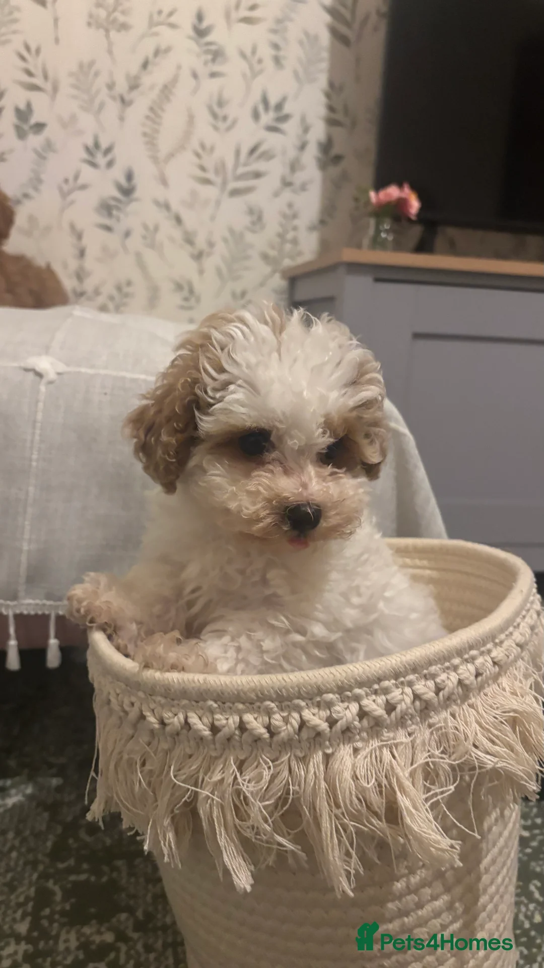 Maltipoo dogs for sale: 2 Maltipoo puppies looking for forever homes - Advert 18
