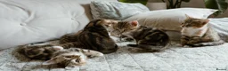 Mixed Breed cats for sale: 6 Half Bengal Kittens £200-£300 - Advert 3