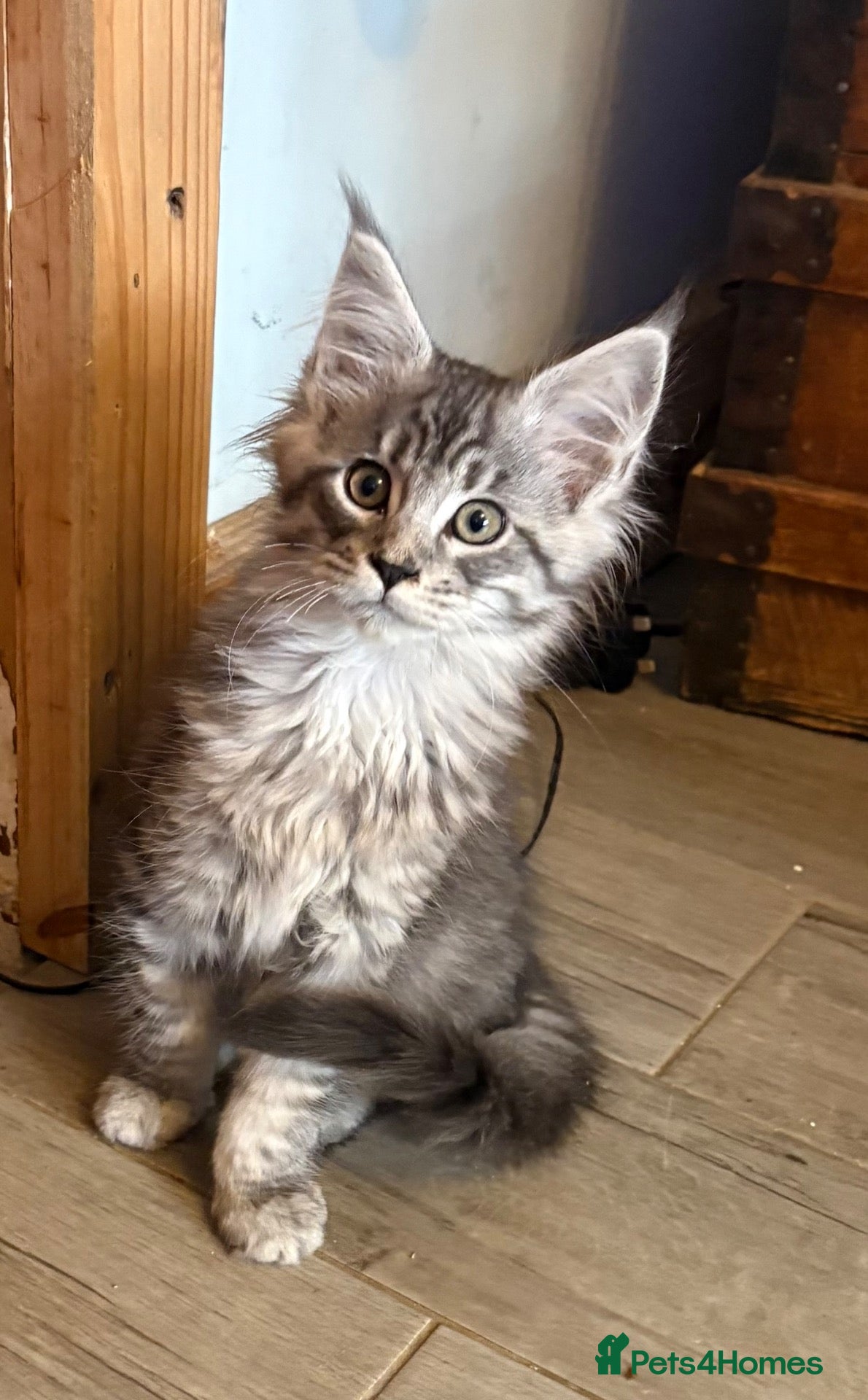 Maine Coon cats Pedigree Maine Coons - Advert 1