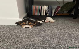 Beagle dogs for stud: Beagle **Stud only** - Image 8