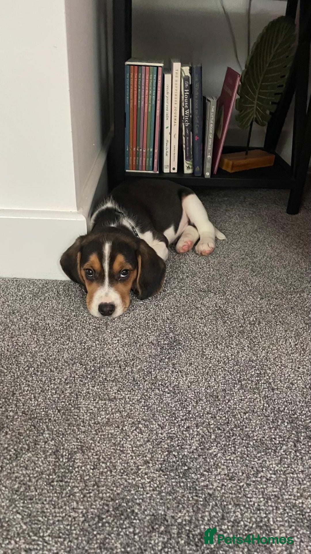 Beagle dogs for stud: Beagle **Stud only** - Image 8