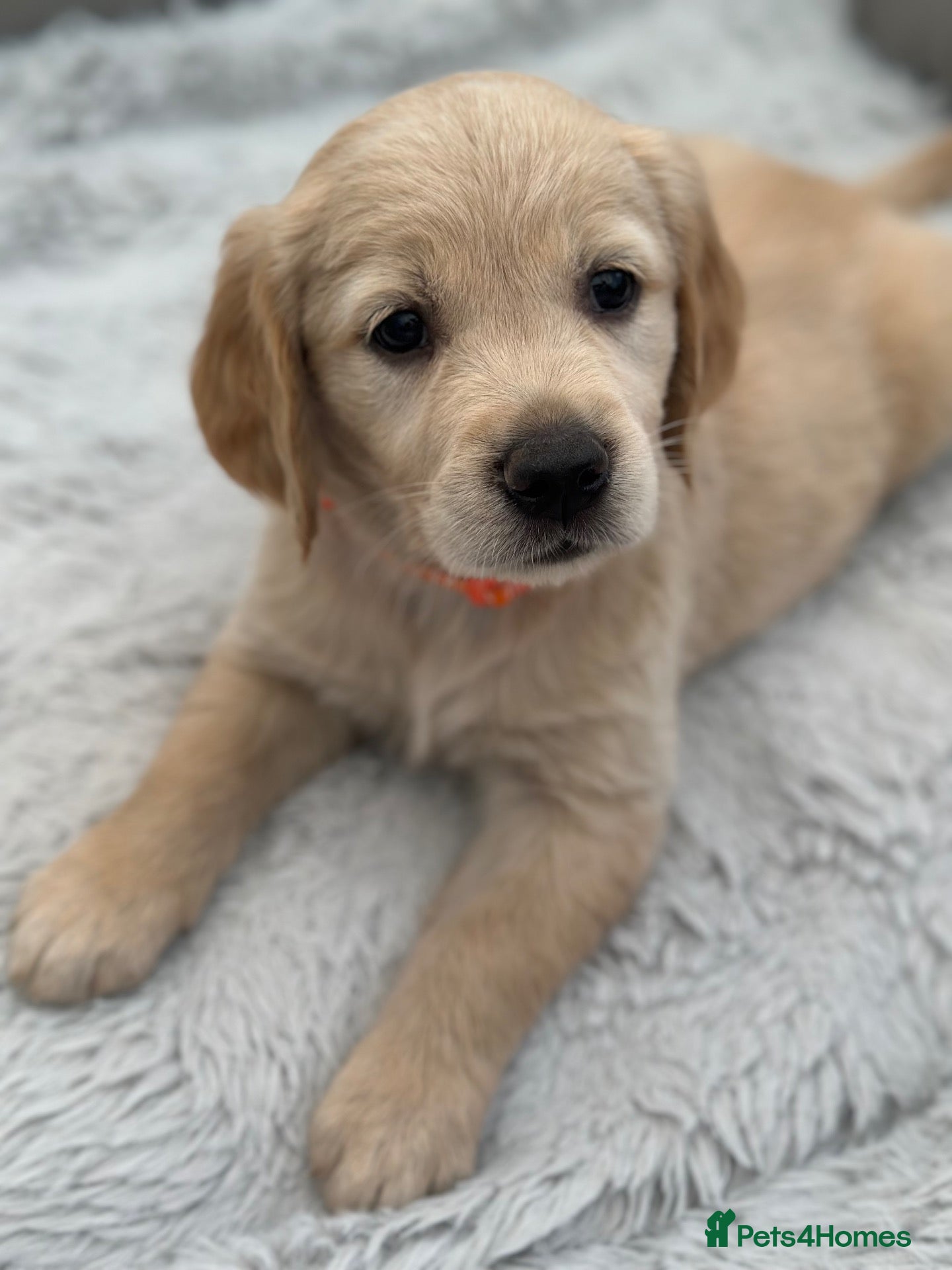 Golden Retriever dogs *Beautiful KC Golden retriever puppies* - Advert 1
