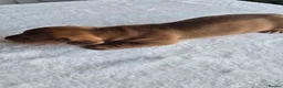 Dachshund dogs for sale: Miniature dachshunds smooth haired puppies - Advert 9