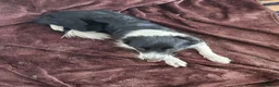 Border Collie dogs for sale: Mercedes in Telford - Advert 3