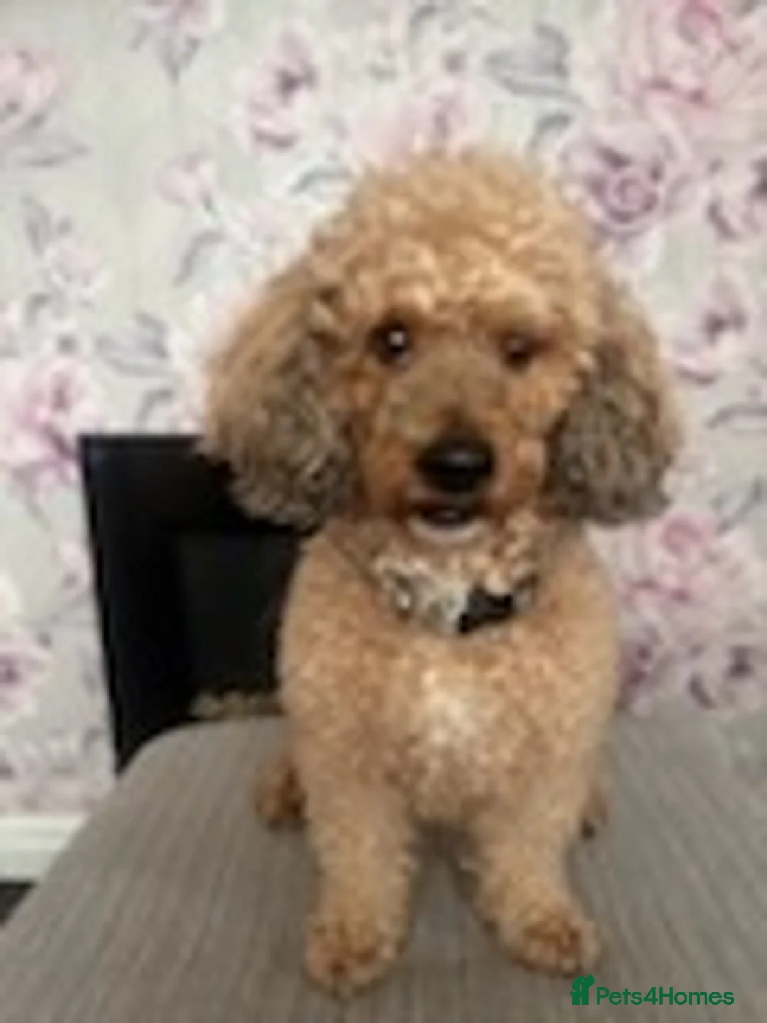 Toy Poodle dogs for stud: 🏆PROVEN🏆sable miniature poodle health tested in Havant - Advert 6