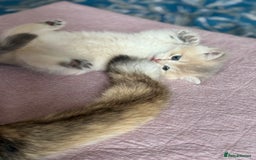 British Shorthair cats for sale: Ready now golden BSH - Image 15