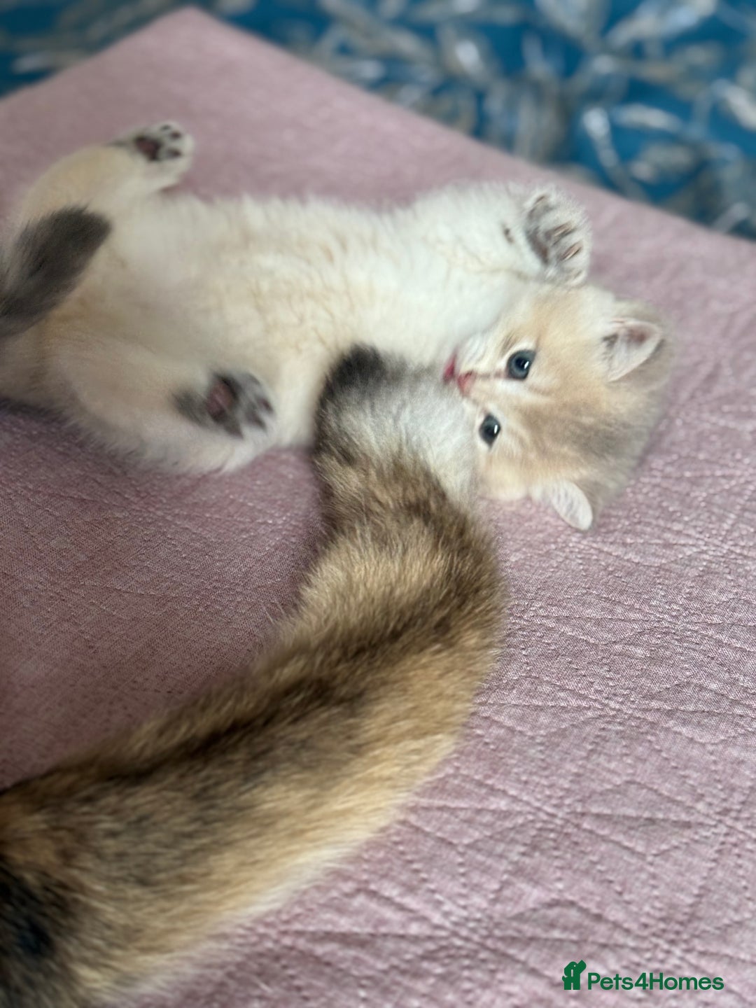 British Shorthair cats for sale: Ready now golden BSH - Image 15