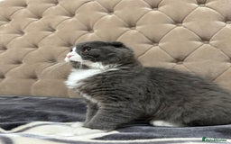 Scottish Fold cats for sale: Male Scottish fold  - Advert 2