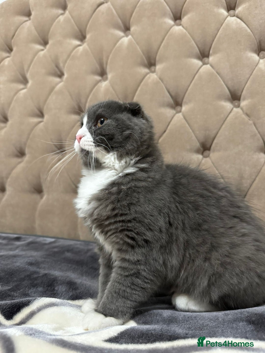 Scottish Fold cats for sale: Male Scottish fold  - Advert 2