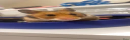 Hamster rodents for sale: Syrian Hamster  in Bradford - Advert 3