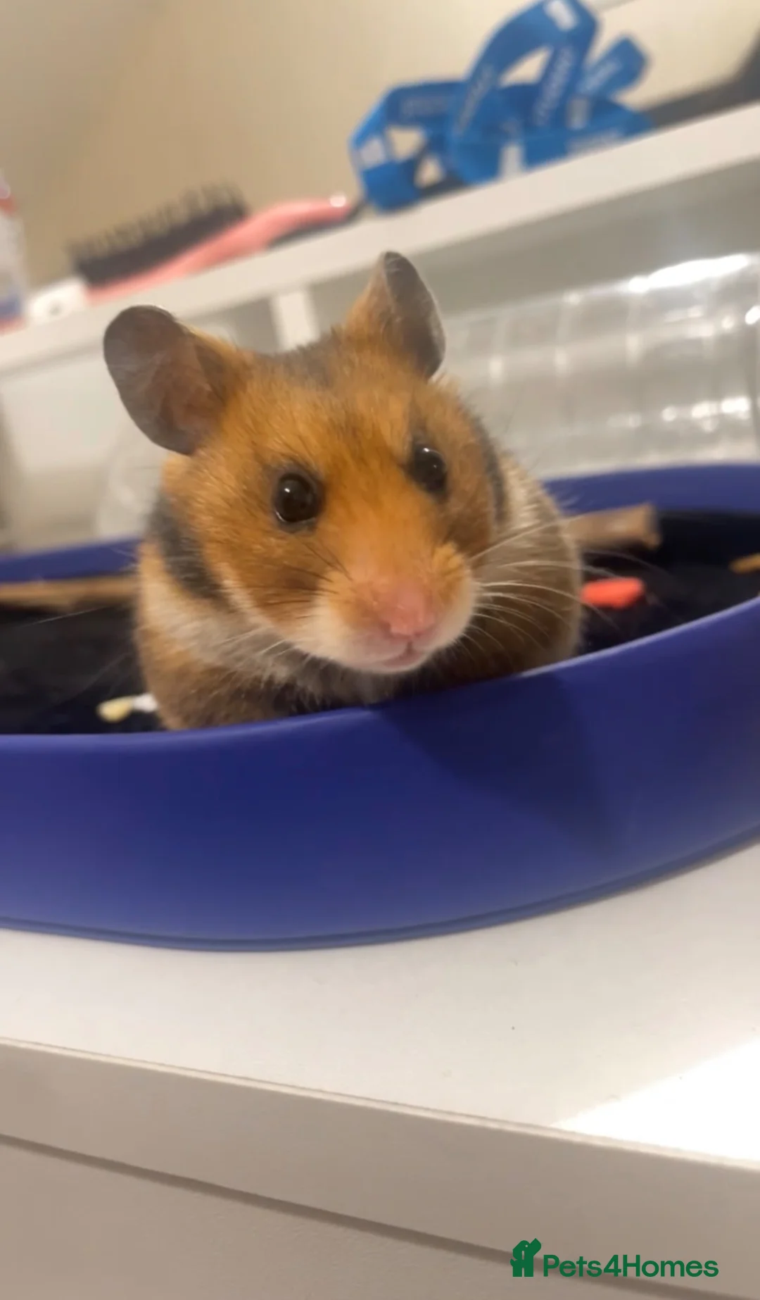 Hamster rodents for sale: Syrian Hamster  in Bradford - Advert 3