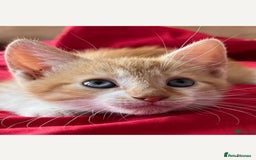 Mixed Breed cats for sale: Beautiful little boy - Image 4