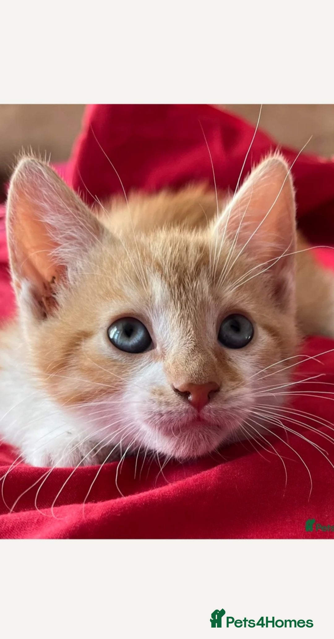 Mixed Breed cats for sale: Beautiful little boy - Image 4